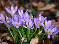 Crocus tommasinianus 9 Boerenkrokus, Saxifraga-Bart Vastenhouw