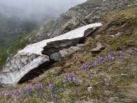Crocus veluchensis 11, Saxifraga-Harry Jans  Crocus veluchensis