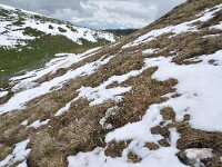 Crocus veluchensis 12, Saxifraga-Harry Jans