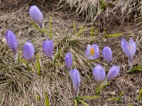 Crocus veluchensis 14, Saxifraga-Harry Jans