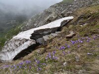 Crocus veluchensis 17, Saxifraga-Harry Jans  Crocus veluchensis