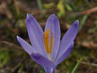 Crocus veluchensis 4, Saxifraga-Harry Jans