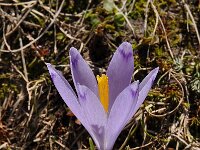 Crocus veluchensis 6, Saxifraga-Harry Jans