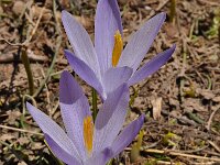 Crocus veluchensis 8, Saxifraga-Harry Jans