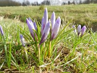Crocus vernus 12, Bonte krokus, Saxifraga-Rutger Barendse