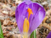 Crocus vernus 14, Bonte krokus, Saxifraga-Rutger Barendse
