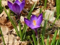 Crocus vernus 15, Bonte krokus, Saxifraga-Rutger Barendse