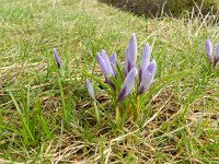 Crocus vernus 18, Bonte krokus, Saxifraga-Rutger Barendse