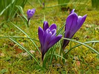 Crocus vernus 21, Bonte krokus, Saxifraga-Ed Stikvoort