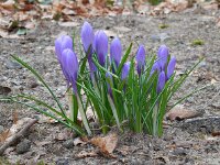 Crocus vernus 23, Bonte krokus, Saxifraga-Ed Stikvoort