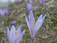 Crocus vernus 25, Bonte krokus, Saxifraga-Jeroen Willemsen
