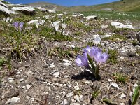 Crocus vernus 27, Bonte krokus, Saxifraga-Luuk Vermeer