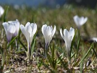 Crocus vernus 28, Bonte krokus, Saxifraga-Luuk Vermeer