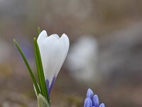 Crocus vernus 29, Bonte krokus,  Saxifraga-Luuk Vermeer