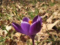 Crocus vernus 5, Bonte krokus, Saxifraga-Rutger Barendse