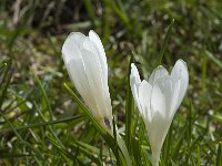 Crocus vernus 7, Bonte krokus, Saxifraga-Willem van Kruijsbergen
