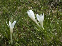 Crocus vernus 8, Bonte krokus, Saxifraga-Willem van Kruijsbergen