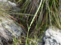 Crucianella latifolia 1, Saxifraga-Jasenka Topic