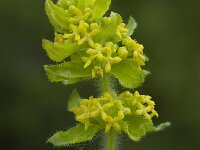 Cruciata laevipes 11, Kruisbladwalstro, Saxifraga-Willem van Kruijsbergen