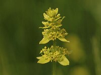 Cruciata laevipes 12, Kruisbladwalstro, Saxifraga-Bas Klaver