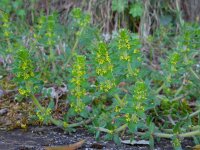 Cruciata laevipes 14, Kruisbladwalstro, Saxifraga-Ed Stikvoort