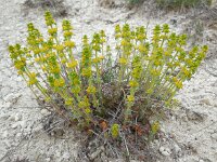 Cruciata laevipes 15, Kruisbladwalstro, Saxifraga-Ed Stikvoort