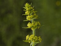 Cruciata laevipes 3, Kruisbladwalstro, Saxifraga-Jan van der Straaten