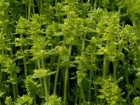 Cruciata laevipes 5, Kruisbladwalstro, Saxifraga-Marijke Verhagen