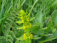 Cruciata laevipes 8, Kruisbladwalstro, Saxifraga-Jasenka Topic