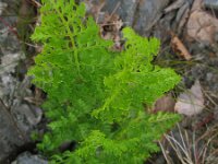 Cryptogramma crispa 10, Gekroesde rolvaren, Saxifraga-Rutger Barendse