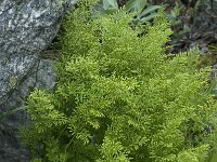 Cryptogramma crispa 2, Gekroesde rolvaren, Saxifraga-Willem van Kruijsbergen
