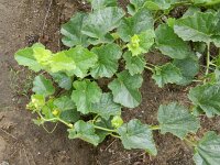 Cucumis melo 3, Meloen, Saxifraga-Rutger Barendse