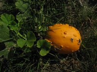 Cucurbita pepo 2, Courgette, Saxifraga-Rutger Barendse