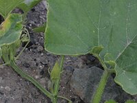 Cucurbita pepo 3, Courgette, Saxifraga-Rutger Barendse