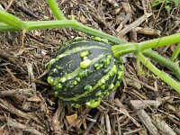 Cucurbita pepo 7, Courgette, Saxifraga-Rutger Barendse