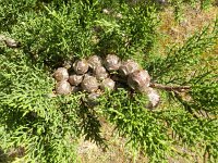 Cupressus sempervirens 12, Saxifraga-Rutger Barendse