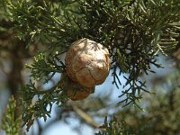 Cupressus sempervirens 2, Saxifraga-Jan van der Straaten