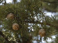 Cupressus sempervirens 4, Saxifraga-Willem van Kruijsbergen