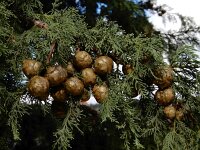 Cupressus sempervirens 9, Saxifraga-Ed Stikvoort