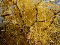 Cuscuta approximata 8, Saxifraga-Ed Stikvoort