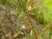 Cuscuta epilinum 3, Vlaswarkruid, Saxifraga-Rutger Barendse