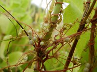Cuscuta epilinum 4, Vlaswarkruid, Saxifraga-Rutger Barendse