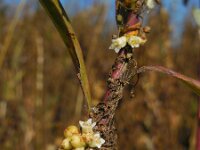 Cuscuta gronovii 4, Oeverwarkruid, Saxifraga-Ed Stikvoort