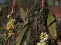Cuscuta gronovii 5, Oeverwarkruid, Saxifraga-Ed Stikvoort