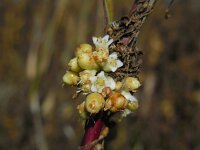 Cuscuta gronovii 8, Oeverwarkruid, Saxifraga-Ed Stikvoort