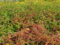 Cuscuta lupuliformis 12, Hopwarkruid, Saxifraga-Ed Stikvoort