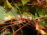 Cuscuta lupuliformis 13, Hopwarkruid, Saxifraga-Ed Stikvoort
