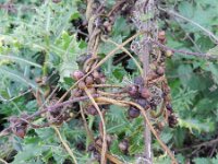 Cuscuta lupuliformis 2, Hopwarkruid, Saxifraga-Rutger Barendse