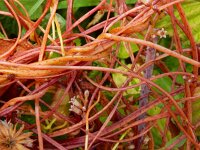 Cuscuta lupuliformis 5, Hopwarkruid, Saxifraga-Ed Stikvoort