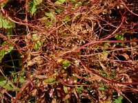 Cuscuta lupuliformis 6, Hopwarkruid, Saxifraga-Ed Stikvoort